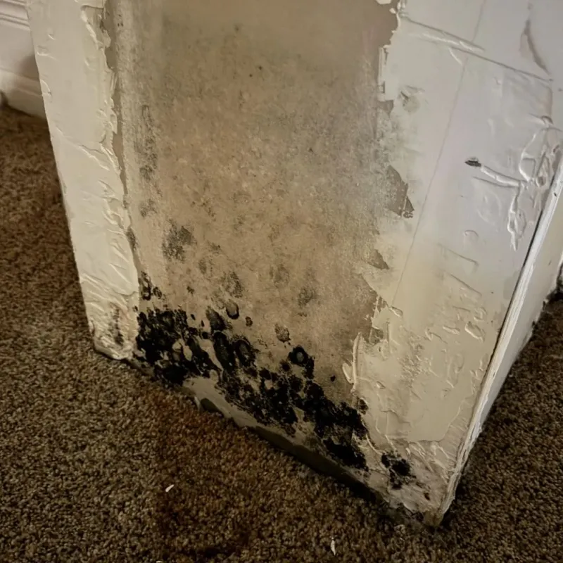 Professional Mold Removal in Morocco, IN